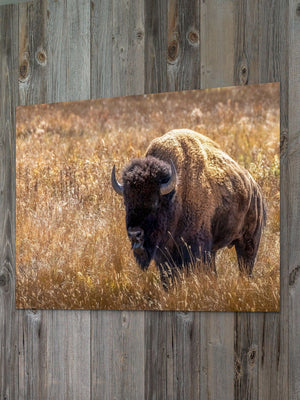 Buffalo wall art – Great Plains wildlife wall decor by Debra Gail Fine Art