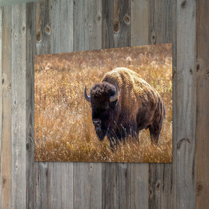 Buffalo wall art – Great Plains wildlife wall decor by Debra Gail Fine Art