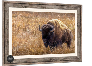 Buffalo wall art – Great Plains wildlife wall decor by Debra Gail Fine Art