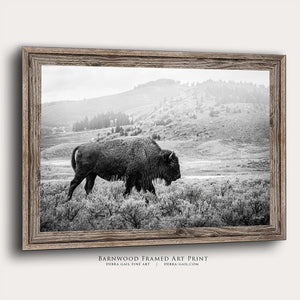 Bison wall art – black and white rustic prairie photography print by Debra Gail Fine Art
