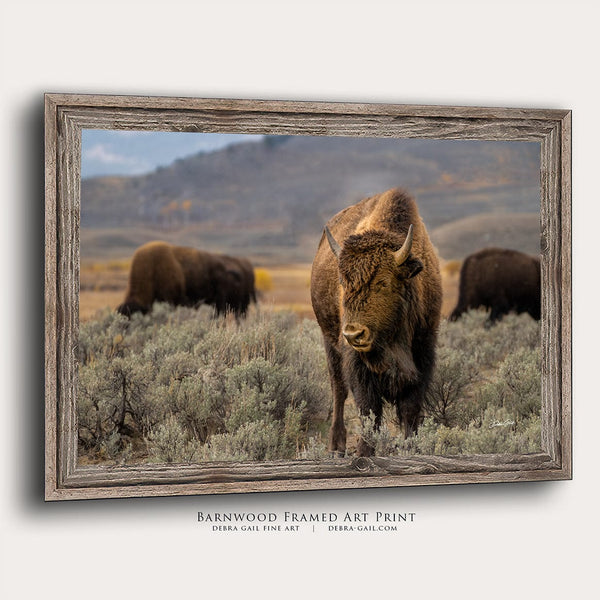 Debra Gail Fine Art Reclaimed Barnwood Framed Print / 10x8 AMERICAN BUFFALO WALL ART - WESTERN STYLE