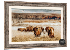 Buffalo Bison wall art canvas – rustic prairie photography print by Debra Gail Fine Art