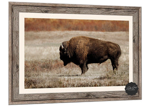 Buffalo Bison wall art canvas – rustic prairie photography print by Debra Gail Fine Art