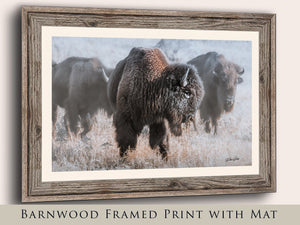 Buffalo Bison wall art canvas – rustic prairie photography print by Debra Gail Fine Art