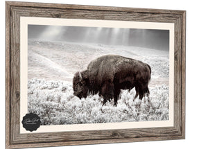Buffalo wall art – Great Plains wildlife wall decor by Debra Gail Fine Art