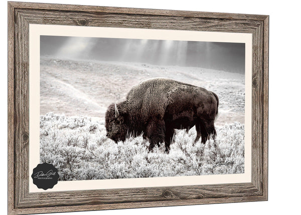 Debra Gail Fine Art Reclaimed Barnwood Framed Print / 10x8 BUFFALO WALL ART PRINT - NATURE LOVERS DECOR