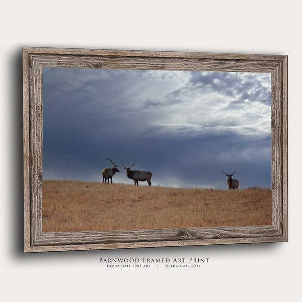 Debra Gail Fine Art Reclaimed Barnwood Framed Print / 10x8 ELK UNDER STORMY SKIES - KANSAS PHOTOGRAPHY PRINT No. 0733