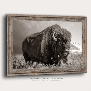 Bison wall art – rustic prairie photography print by Debra Gail Fine Art