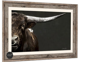 Texas Longhorn wall art – Western ranch photography print by Debra Gail Fine Art