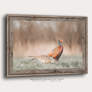 Pheasant wall art – canvas framed print Kansas prairie fine art photography by Debra Gail Fine Art
