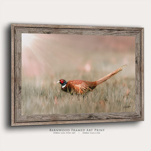 Pheasant wall art – canvas framed print Kansas prairie fine art photography by Debra Gail Fine Art