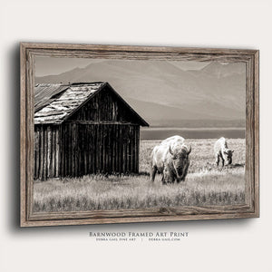 Buffalo Bison wall art canvas – rustic prairie photography print by Debra Gail Fine Art