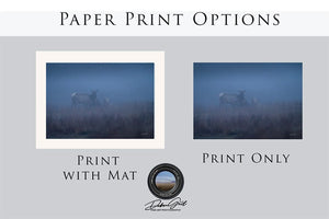 Elk wall art – Western wildlife fine art photography by Debra Gail Fine Art