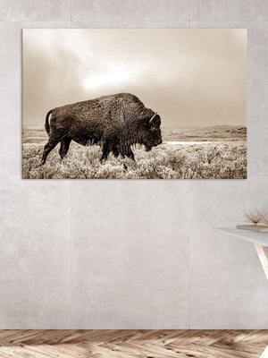 Buffalo neutral Bison wall art canvas – rustic prairie photography print 