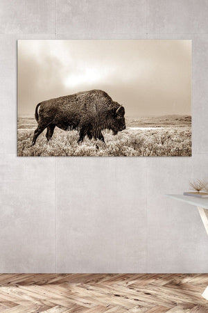 Buffalo neutral Bison wall art canvas – rustic prairie photography print 