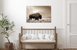 Buffalo neutral Bison wall art canvas – rustic prairie photography print 
