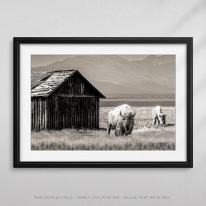 Buffalo Bison wall art canvas – rustic prairie photography print by Debra Gail Fine Art