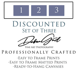 Vintage camera collection canvas fine art print Debra Gail