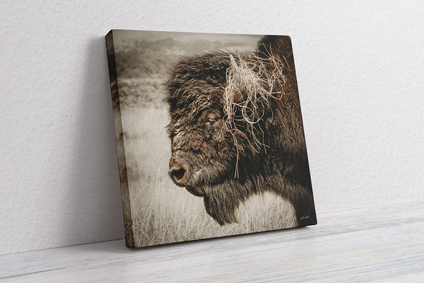 Debra Gail Fine Art Solid Face Canvas / 16x16 Wild and Free – Bison in the Prairie - Rustic Buffalo Wall Art Decor