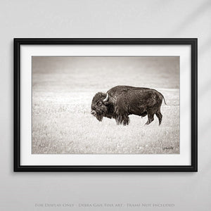 Buffalo fine art print – Great Plains wildlife wall decor by Debra Gail Fine Art