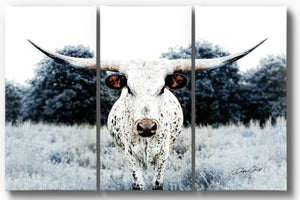 Cow triptych wall art – rustic Western split canvas photography by Debra Gail Fine Art
