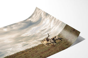 Longhorn wall decor – rustic Western fine art print by Debra Gail Fine Art