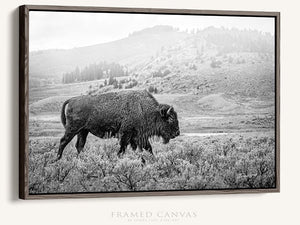 Bison wall art – black and white rustic prairie photography print by Debra Gail Fine Art