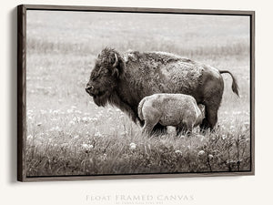 Bison wall art – rustic prairie photography print by Debra Gail Fine Art