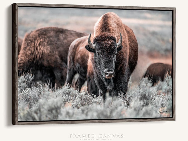 Debra Gail Fine Art Walnut Framed Canvas / 10x8 AMERICAN BUFFALO WALL ART - WESTERN STYLE