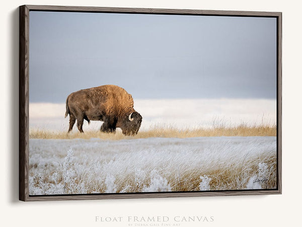 Debra Gail Fine Art Walnut Framed Canvas / 10x8 BISON ART PRINT or CANVAS - WINTER LANDSCAPE IN KANSAS