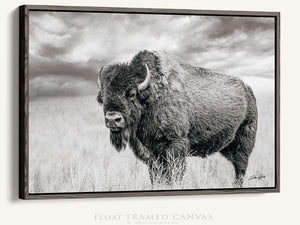 Bison wall art – rustic prairie photography print by Debra Gail Fine Art