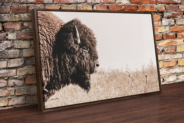 Debra Gail Fine Art Walnut Framed Canvas / 10x8 Bison Close Up - Rustic Western Wall Art - Fine Art Canvas or Print