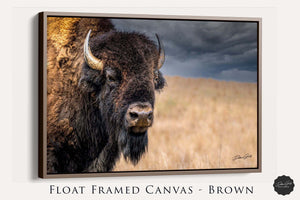 Bison wall art – neutral sepia rustic prairie photography print by Debra Gail Fine Art