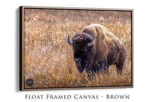 Bison wall art – neutral sepia rustic prairie photography print by Debra Gail Fine Art