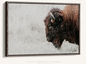 Bison wall art – neutral sepia rustic prairie photography print by Debra Gail Fine Art