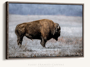 Buffalo Bison wall art canvas – blue tones rustic prairie photography print