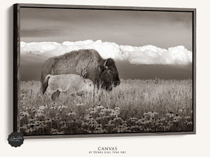 Bison wall art – rustic prairie photography print by Debra Gail Fine Art