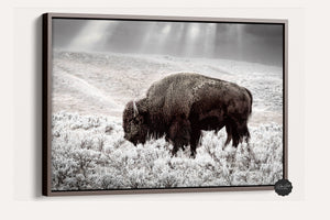 Buffalo wall art – Great Plains wildlife wall decor by Debra Gail Fine Art
