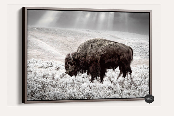 Debra Gail Fine Art Walnut Framed Canvas / 10x8 BUFFALO WALL ART PRINT - NATURE LOVERS DECOR