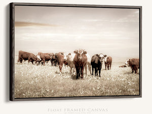 Cattle cow wall decor canvas – farmhouse fine art print by Debra Gail Fine Art