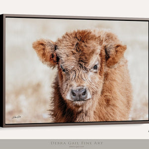 Debra Gail Fine Art Walnut Framed Canvas / 10x8 Cute Highland Calf Portrait - Farm Animal Portrait