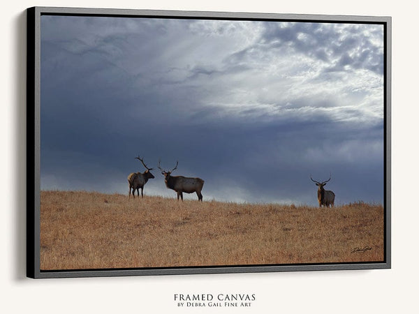 Debra Gail Fine Art Walnut Framed Canvas / 10x8 ELK UNDER STORMY SKIES - KANSAS PHOTOGRAPHY PRINT No. 0733