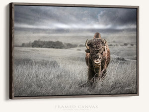 Buffalo fine art print – Great Plains wildlife wall decor by Debra Gail Fine Art