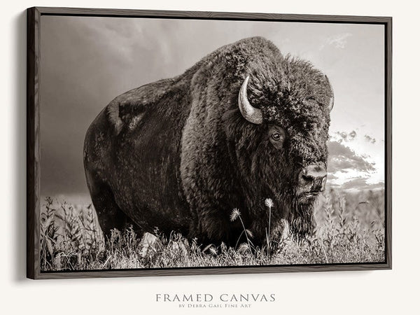 Debra Gail Fine Art Walnut Framed Canvas / 10x8 LARGE BISON WALL ART PRINT OR CANVAS BY DEBRA GAIL