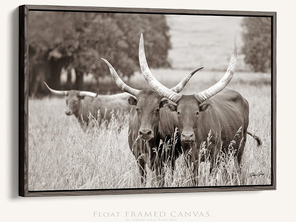 Debra Gail Fine Art Walnut Framed Canvas / 10x8 Longhorn Watusi Cattle Canvas Picture - Western Decor