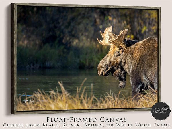 Debra Gail Fine Art Walnut Framed Canvas / 10x8 MOOSE CANVAS WALL ART - IDAHO WILDLIFE PHOTOGRAPHY