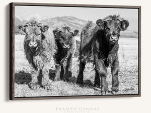 Highland cow wall art – farmhouse decor fine art photography by Debra Gail Fine Art