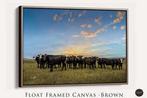 Angus cow canvas wall art – Western ranch fine art photography by Debra Gail Fine Art