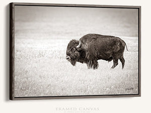 Buffalo fine art print – Great Plains wildlife wall decor by Debra Gail Fine Art