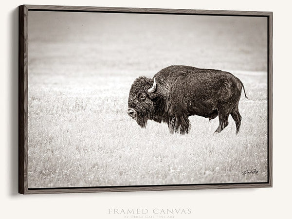 Debra Gail Fine Art Walnut Framed Canvas / 10x8 SOLITARY BISON - FINE ART PHOTOGRAPHY PRINT RUSTIC WESTERN DECOR